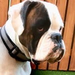 Allan Baxter - @allanbaxter66 - Instagram