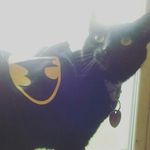 allan becerra - @naturecat_allan - Instagram