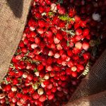 Teresa Holt - @allan_berry_farm - Instagram
