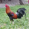 allanchan165 - @allanchan165 - TikTok