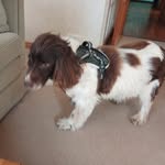 Allan Cooper - @allancooper248 - Instagram
