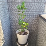 Alan Cormier - @rakomaru39 - Instagram