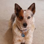 Allen Crouse - @allenanboys - Instagram