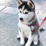 🐶 - @allancruise88 - Instagram