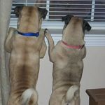 Allan Curtis - @pugdaddy - Instagram