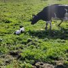 bigcow21 - @allancurtis47 - TikTok
