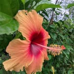 Allan Cyril - @allancyril14 - Instagram