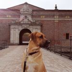 Allan Dahl - @adfredensborg - Instagram