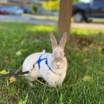 @allan_dallas.bunnies - Instagram