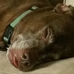Allan Dash - @allanddash - Instagram