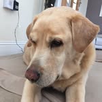 Allan Dick - @dickiedafboy - Instagram