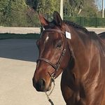 Haras de la Sallandière - @harasdelasallandiere - Instagram