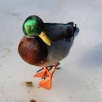 Allan Gillis - @therealalman - Instagram