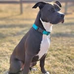 Allan Harrison - @rigpig604 - Instagram