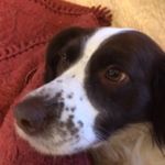 Allan Herbert - @allanherbert11 - Instagram