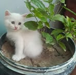 Allan Hoo - Facebook