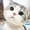 AllanHsu - @allan669696 - TikTok