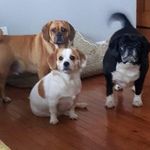 Allan Klein - @lolastanleyandpratley - Instagram