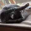 allanlandon398 - @allanlandon398 - TikTok