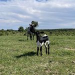 Allan Carey-maclean - @thistlewood_farms_ - Instagram