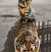 Allan Malik - Facebook