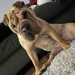 Allan Matheson - @anniebananie778 - Instagram