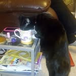 Allan McAllister - @dr_pouncy_mcmittens - Instagram