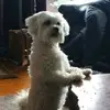 allanmccarthy4 - @allanmccarthy4 - TikTok