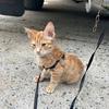 Allen McClure - @theadventuresofmrkitty - TikTok