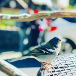 Allan McCulloch - @mr_mcculloch - Instagram