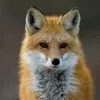 Allan McCulloch - @midnight_fox_ - TikTok