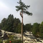 Alan McDowall - @merlintreeservices - Instagram