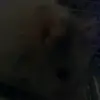 allanamckinnon14 - @rosieandtyson122 - TikTok