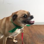 Allan Mcneil - @allanswagwalks - Instagram