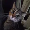 Allan Mcnutt - @allan.mcnutt46 - TikTok