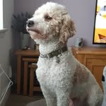 Allan McPherson - @buddy_the_stud_21 - Instagram
