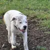 majestic - @allan.mcwilliams - TikTok