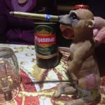 Allan - @allan_meerkat - Instagram