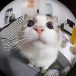 Allan Suan - @badcat.z - Instagram
