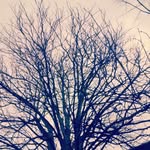 Ich mag Bäume - @ich_folge_allen_weil_baum - Instagram