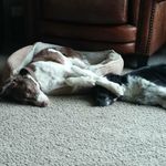 Allen Braun - @mnbirdhunter87 - Instagram