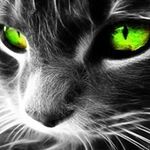 Allen Costner - @agreenduck336 - Instagram