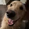 angelaallencronk - @angelaallencronk - TikTok