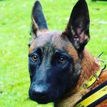 Allen Cunningham - @scarmalinoisdog - Instagram
