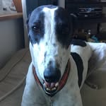 Allen the Greyhound - @allen.cutts999 - Instagram