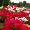 Allen Dai - @2146247673 - TikTok