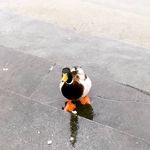 Allen Doane - @chickenwolf157 - Instagram