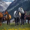 Allen Frank - @allen.frank68 - TikTok