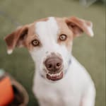 Phog Allen Glisson - @phogthedog__ - Instagram