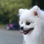 Allen Han - @hanhaniscool - Instagram